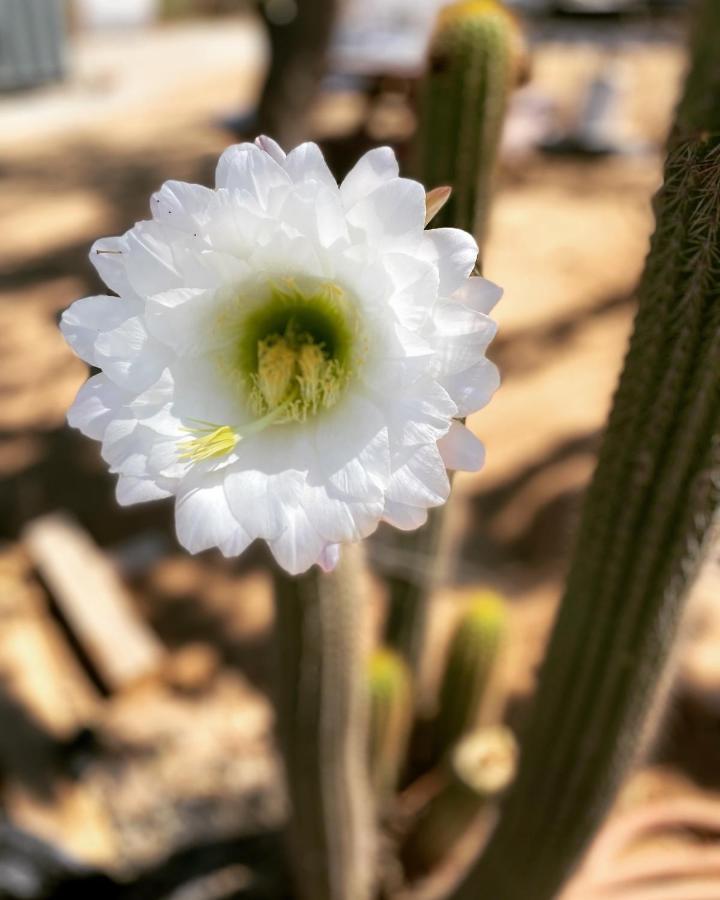 Ecovino ואלה דה גוואדלופה מראה חיצוני תמונה